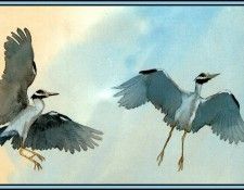 D50-AWE057-BR-Yellow Crowned Night Heron 2. Bansemer, 