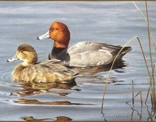lrsRBB036BatemanRobert-Redhead. Bateman, 