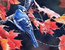 Susan Bourdet - Shades of Autumn - Bluejay, De. Bourdet, 