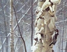 Bateman, Robert - Hairy Woodpecker on Birch (end. Bateman, 