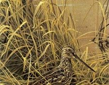 kb Bateman Snipe. Bateman, 