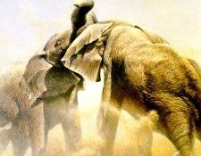 Safari 17 Elephants Robert Bateman sqs. Bateman, 