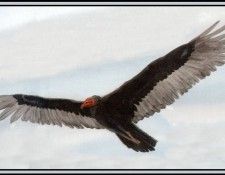 D50-AWE149-BR-Turkey Vulture 2. Bansemer, 