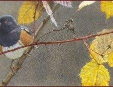 lrsRBB010BatemanRobert-SpottedTowhee. Bateman, 