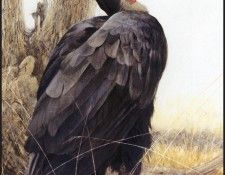 lrsRBB100BatemanRobert-SouthernGroundHornbill. Bateman, 