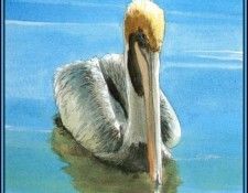 D50-AWE087-RB-Brown Pelican 2. Bansemer, 