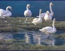 lrsRBB089BatemanRobert-MuteSwans. Bateman, 