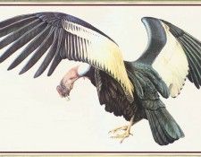 BarrettPeter AndeanCondor-We. , 