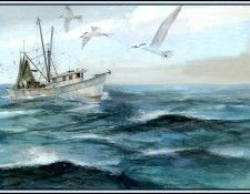 D50-AWE156-RB-Habitat Open Ocean. Bansemer, 