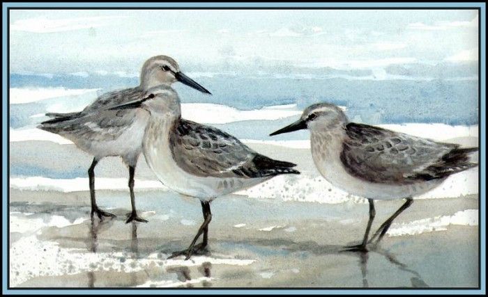 D50-AWE119-RB-Red Knot 2. Bansemer, 