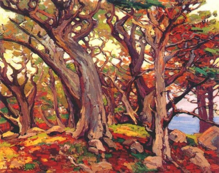 bischoff monterey cypress. , 