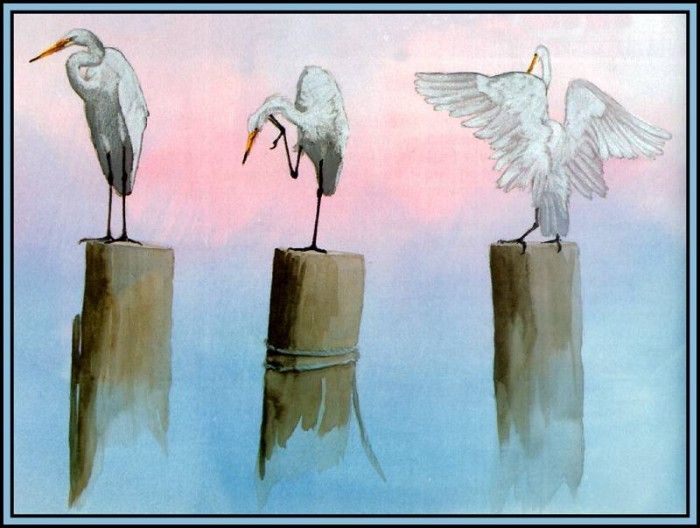 D50-AWE020-BR-Great Egret 2. Bansemer, 