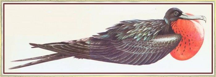BarrettPeter MagnificentFrigateBird-We. , 