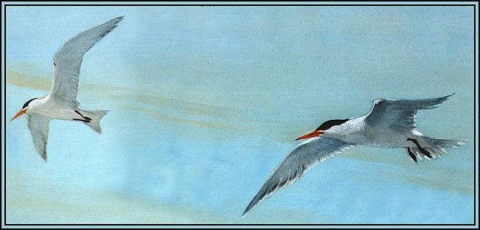 D50-AWE138-BR-Royal Tern 1(Summer). Bansemer, 