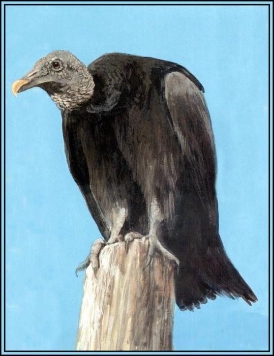 D50-AWE150-RB-Black  Vulture. Bansemer, 