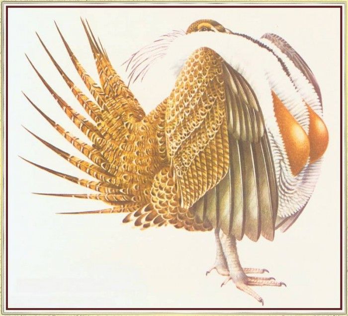 BarrettPeter SageGrouse-We. , 