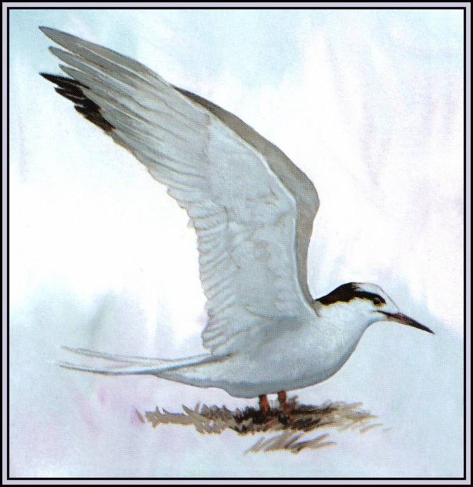 D50-AWE141-BR-Common Tern(Winter). Bansemer, 