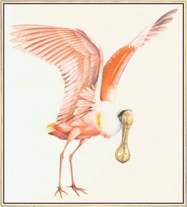 BarrettPeter RoseateSpoonbill-We. , 