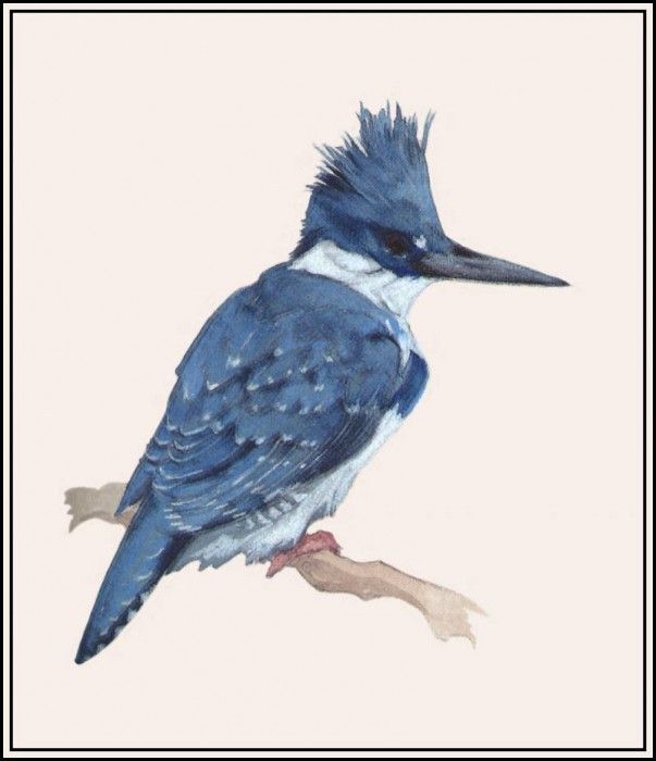 D50-AWE077-BR-Kingfisher 2. Bansemer, 
