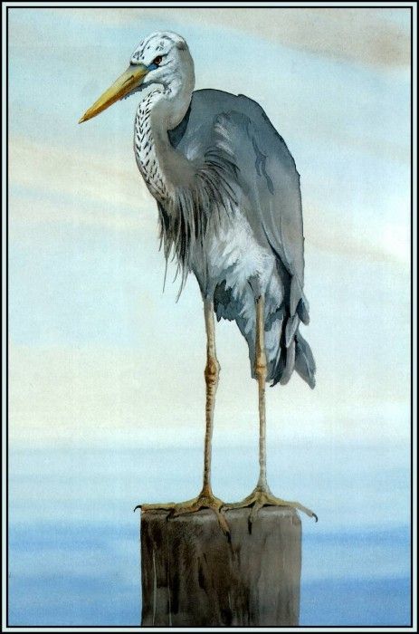 D50-AWE066-BR-Wurdemanns Heron 2. Bansemer, 