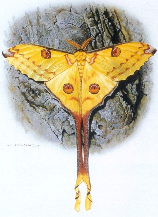 kb Brenders Carl-Madagascar Moon Moth. Brenders, 