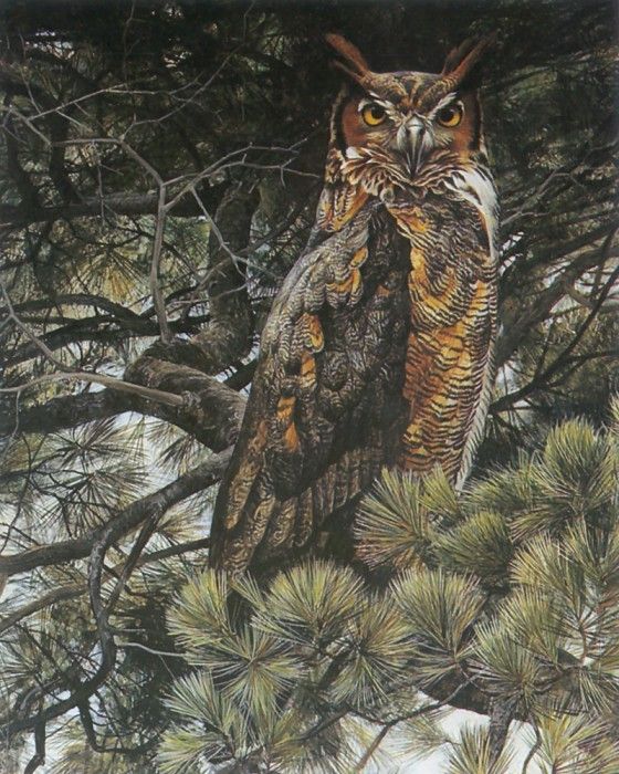 kb Bateman Great Horned Owl. Bateman, 