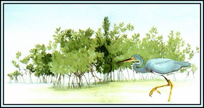 D50-AWE049-BR-Tricolored Heron 2. Bansemer, 
