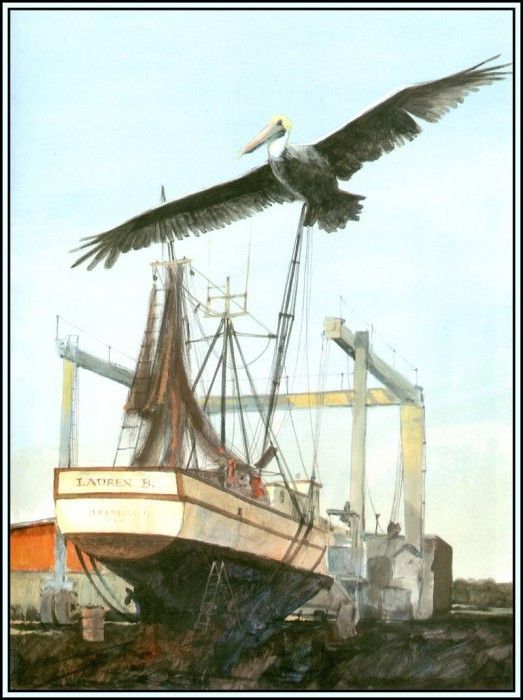 D50-AWE097-RB-Brown Pelican 12. Bansemer, 