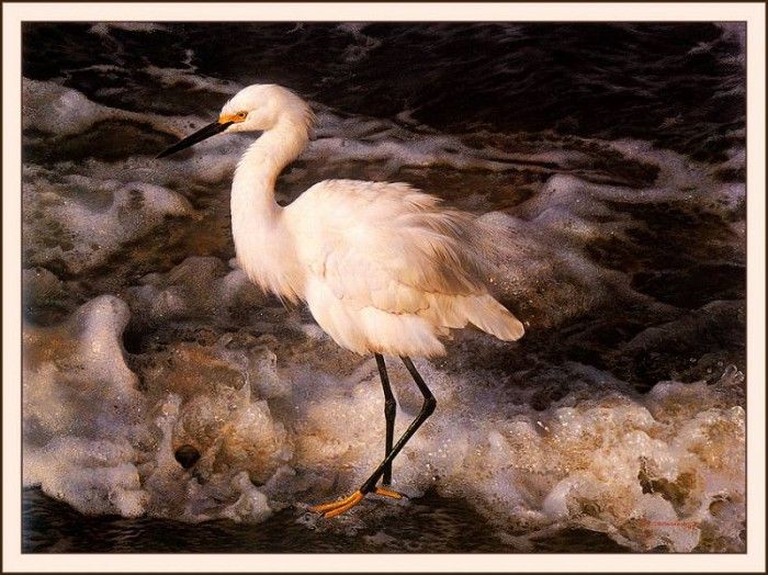 bs-na- Carl Brenders- Island Shores- Snowy Egret. Brenders, Карл