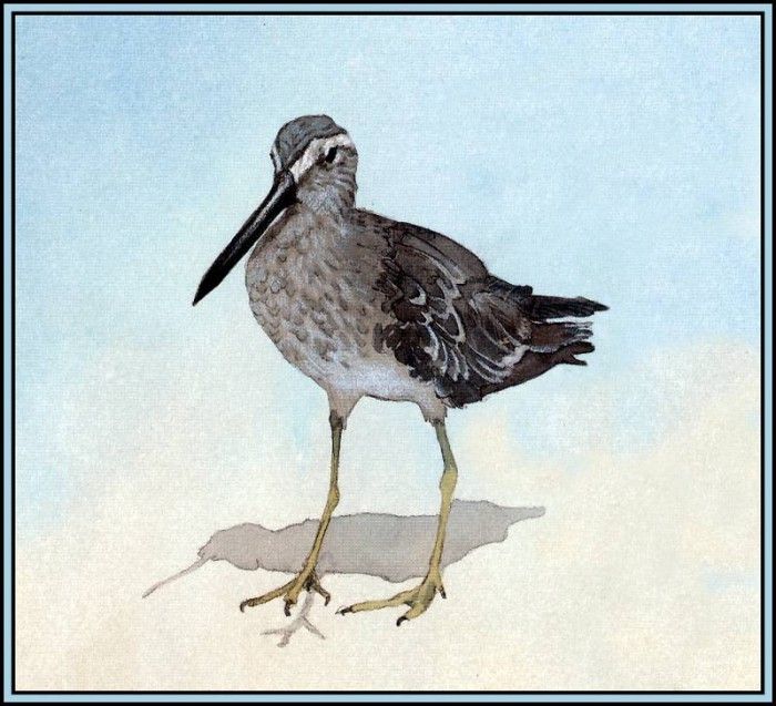 D50-AWE104-BR-Dowitcher. Bansemer, 