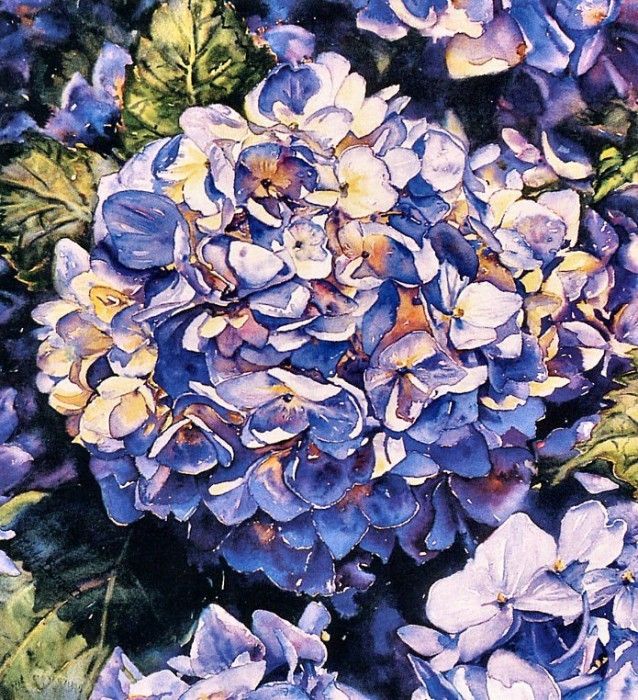 Cindy Barratt - Hydrangea Blues III, De. , 