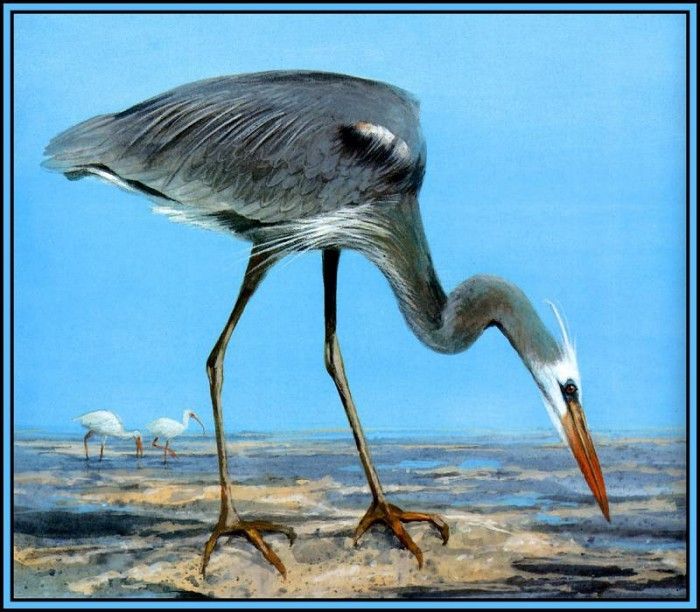 D50-AWE065-RB-Wurdemanns Heron 1. Bansemer, 