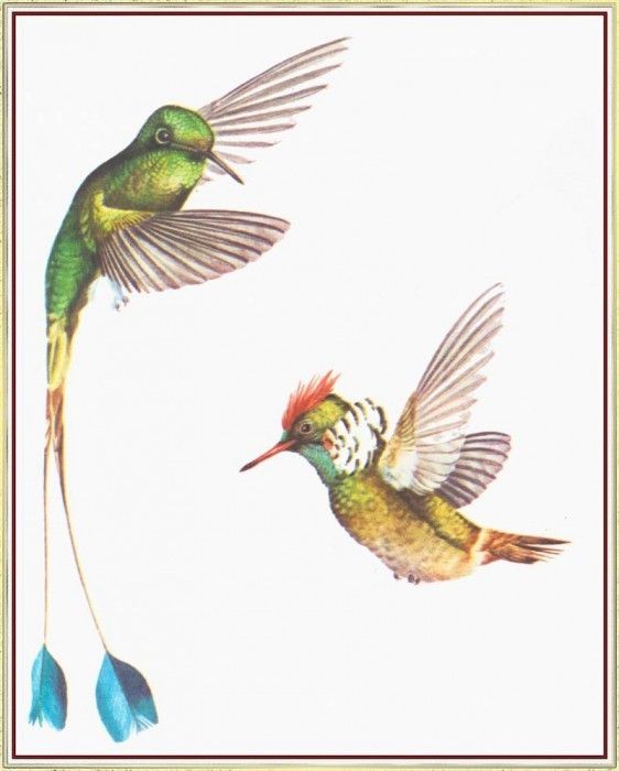 BarrettPeter Hummingbirds-We. , 