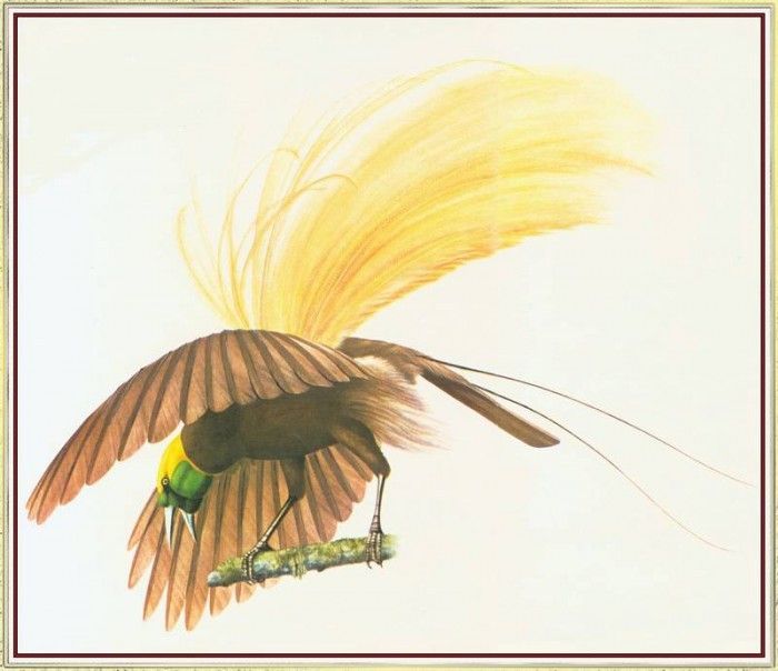 BarrettPeter GreaterBirdofParadise-We. , 