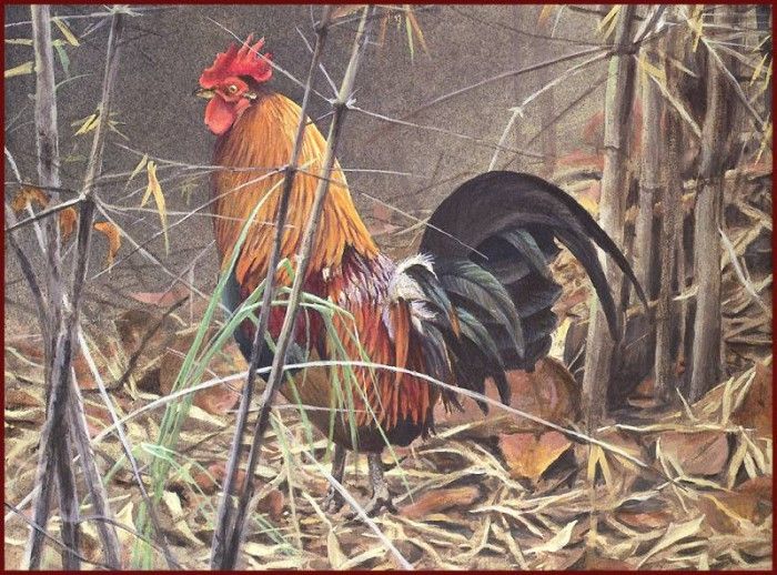 lrsRBB095BatemanRobert-RedJungleFowl. Bateman, 