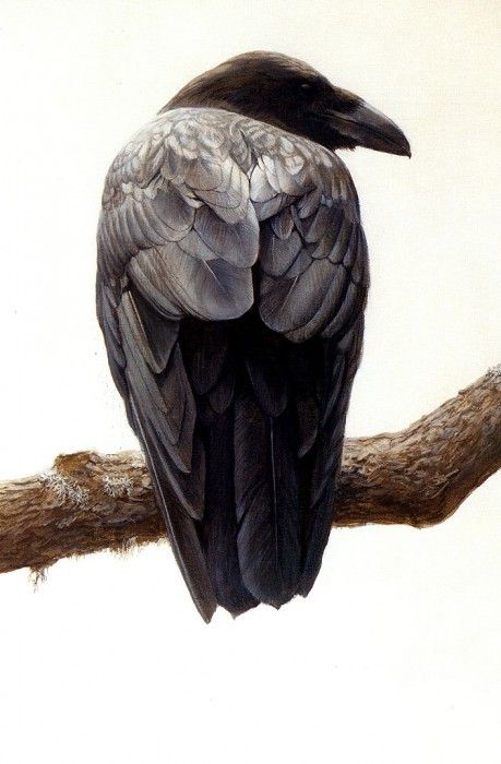 Birds 20 Lone Raven, 2001 Robert Bateman sqs. Bateman, 