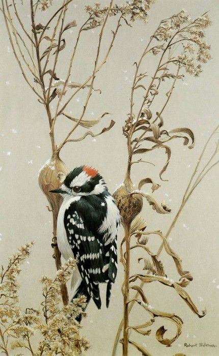 kb Bateman Downy Woodpecker. Bateman, 