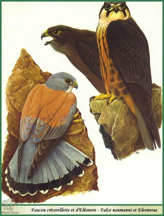 Falco naumanni et falco Eleonorae. Barruel, P