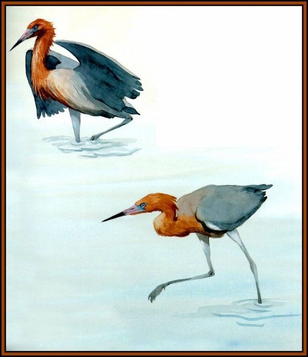 D50-AWE028-BR-Reddish Egret 2. Bansemer, 
