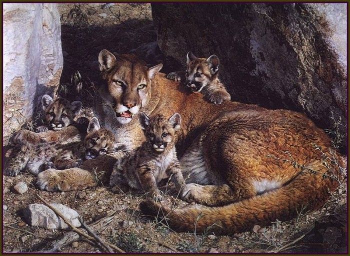 lrsBendersCarl-Rockycampcougarfamily. , 