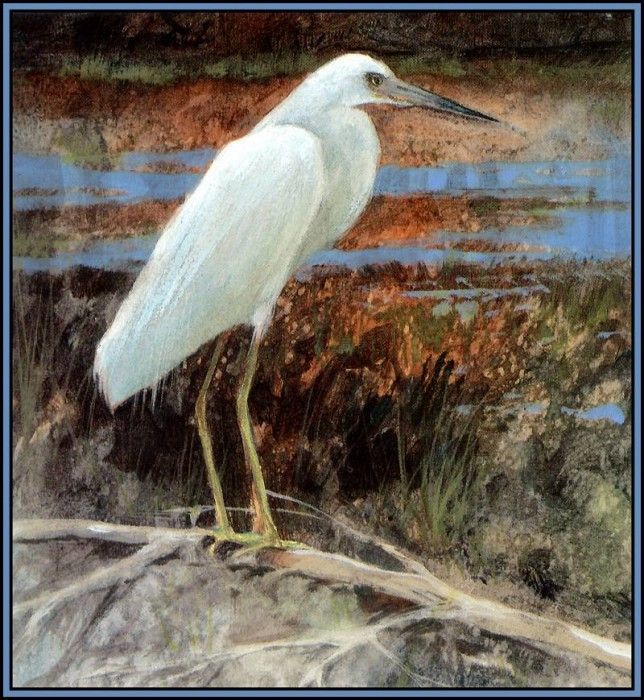 D50-AWE053-RB-Little Blue Heron 3(young). Bansemer, 