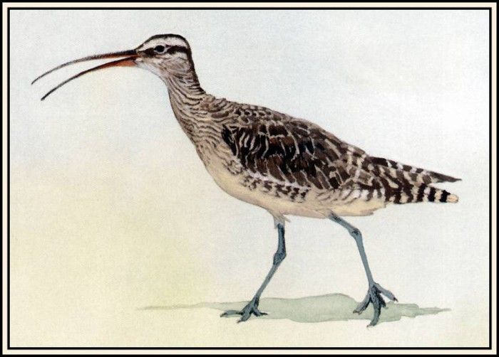 D50-AWE112-BR-Whimbrel. Bansemer, Роджер