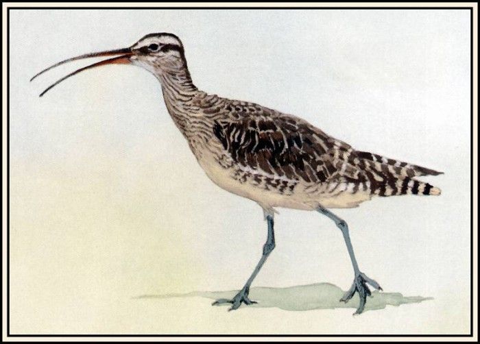 D50-AWE112-BR-Whimbrel. Bansemer, 