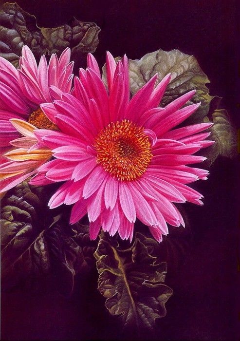 lrs Black Miciol Gerber Daisy. , Miciol