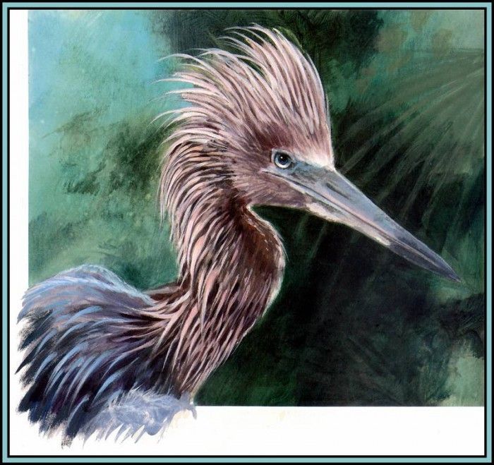 D50-AWE027-RB-Reddish Egret 1. Bansemer, 