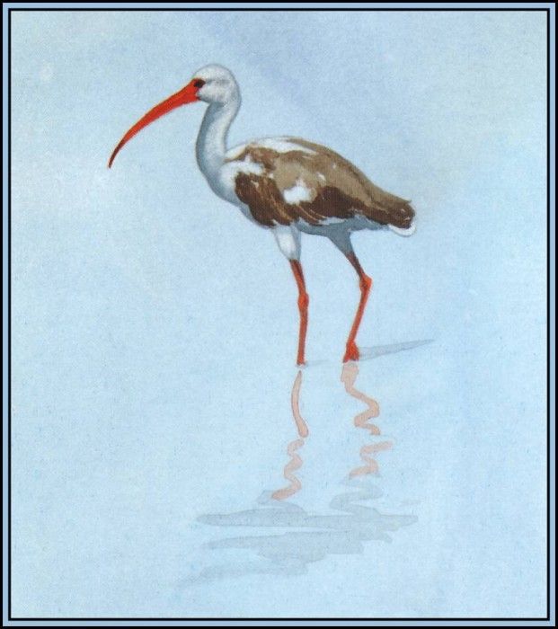 D50-AWE072-BR-White Ibis 4(Juvenile). Bansemer, 