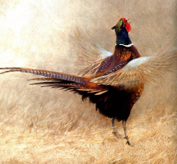 Birds 37 Ringneck Pheasant Crowing, 2001 Robert Bateman sqs. Bateman, 
