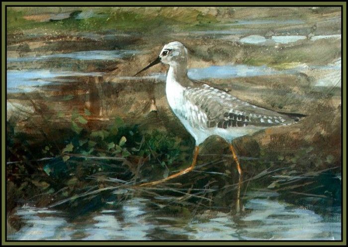 D50-AWE109-RB-Yellowlegs 1. Bansemer, 