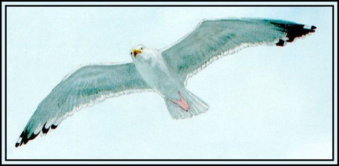 D50-AWE037-BR-Herring Gull 2. Bansemer, 