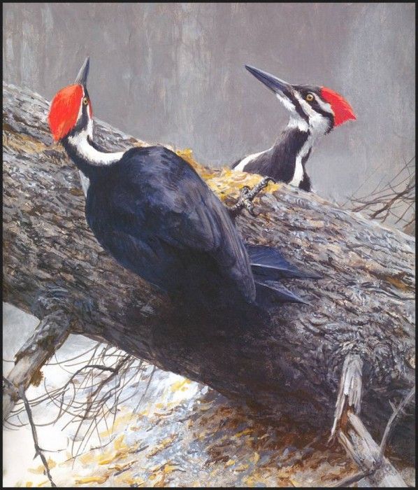 lrsRBB062BatemanRobert-PileatedWoodpecker. Bateman, 